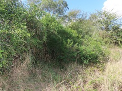 Maerua rosmarinoides