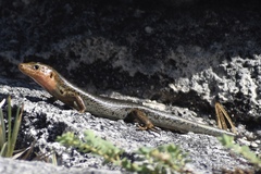 Plestiodon longirostris