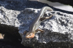 Plestiodon longirostris