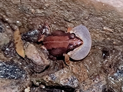 Minervarya sahyadris