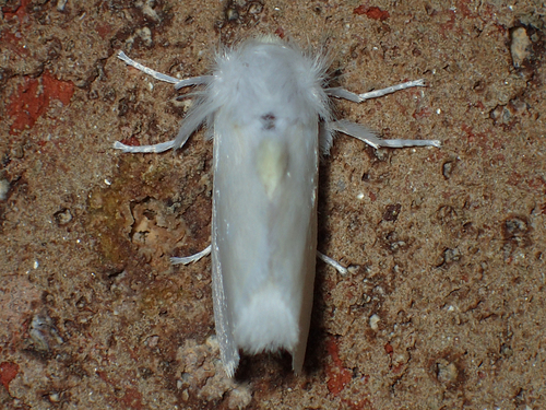 White Flannel Moth photo 5