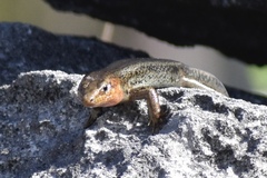 Plestiodon longirostris