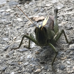 Schistocerca alutacea