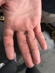 Crangon septemspinosa