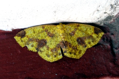 Periclina apricaria