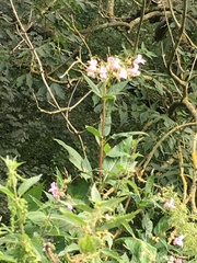 Impatiens glandulifera