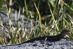 Plestiodon longirostris