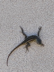 Sceloporus tristichus