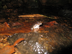 Lithobates palmipes