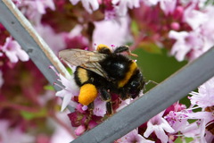 Bombus