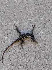 Sceloporus tristichus