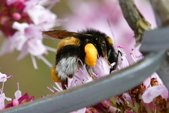 Bombus
