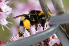 Bombus