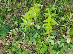 Sisymbrium strictissimum