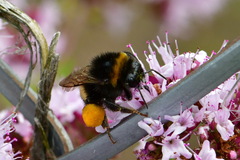 Bombus