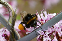 Bombus