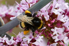 Bombus