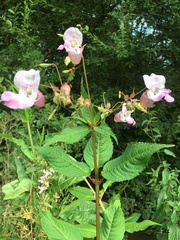 Impatiens glandulifera