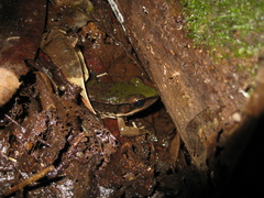 Lithobates palmipes