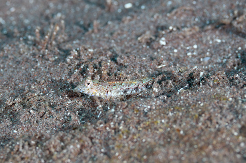 Baird's dragonet (Callionymus bairdi) — Callionymidae — 3
