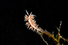 Coryphella verta