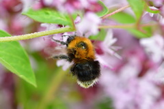 Bombus hypnorum