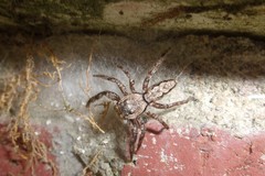 Platycryptus undatus