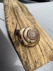 Monadenia infumata callidina