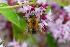 Bombus hypnorum