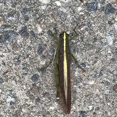 Schistocerca alutacea