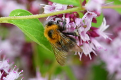 Bombus hypnorum