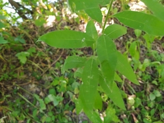 Sisymbrium strictissimum