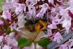 Bombus hypnorum