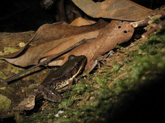 Lithobates palmipes