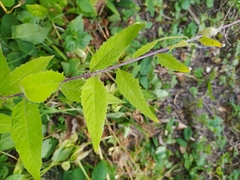 Sisymbrium strictissimum