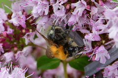 Bombus hypnorum