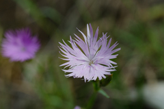 Dianthus hyssopifolius hyssopifolius