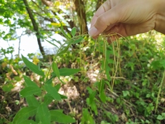 Sisymbrium strictissimum