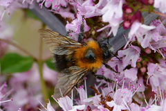 Bombus hypnorum