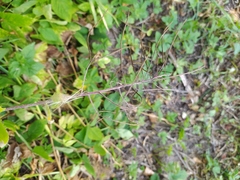 Sisymbrium strictissimum