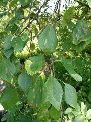 Betula × aurata