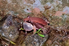 Minervarya sahyadris