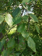 Betula × aurata