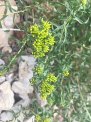 Chrysothamnus viscidiflorus viscidiflorus