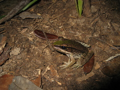 Lithobates palmipes