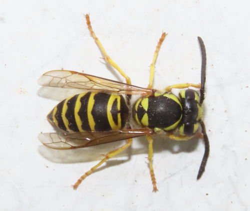Eastern Yellowjacket, photo 3 of 8