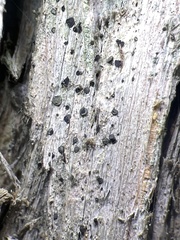 Cresponea chloroconia