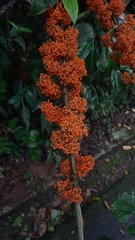 Urera caracasana