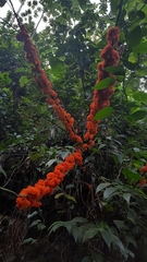 Urera caracasana