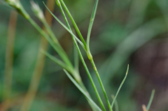 Dianthus hyssopifolius hyssopifolius